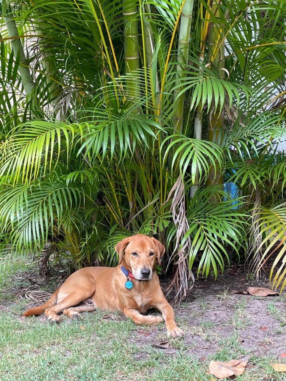 Privacidade, Sossego E Axe Em Taipu De Fora Barra Grande  Extérieur photo